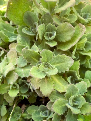 Арабис кавказский