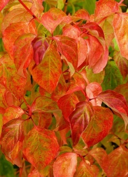 Дерен кроваво-красный 'Midwinter Fire'