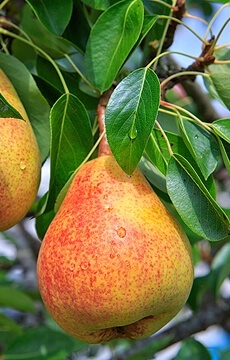 Груша 'Памяти Яковлева'