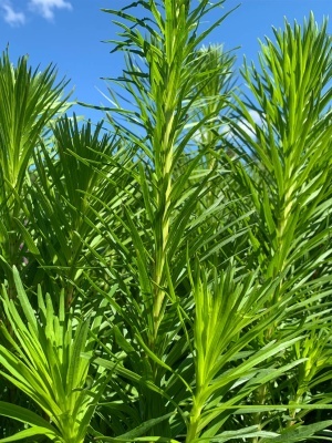Лиатрис колосковый 'Floristan Violet'