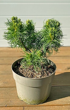 Сосна мелкоцветковая 'Schoon's Bonsai'