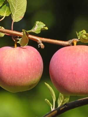 Яблоня 'Имрус'