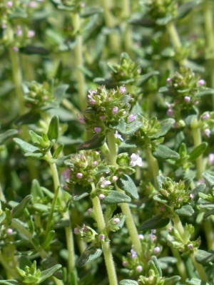 Тимьян ползучий (чабрец)