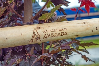 Зелёный субботник на территории ЖК «Авиатор» в Мурино