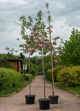 Яблоня декоративная 'Brandy Magic'