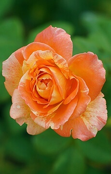 Роза чайно-гибридная 'Marvelle'