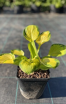 Хоста 'Rainforest Sunrise'