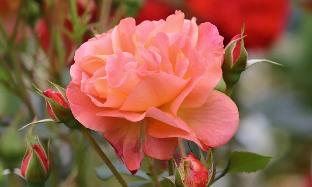 Роза чайно-гибридная 'Apricot' фото саженцев
