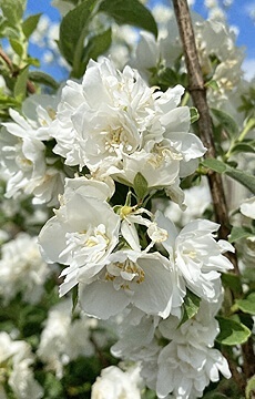 Чубушник венечный 'Зоя Космодемьянская'