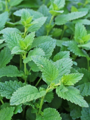 Мелисса лекарственная 