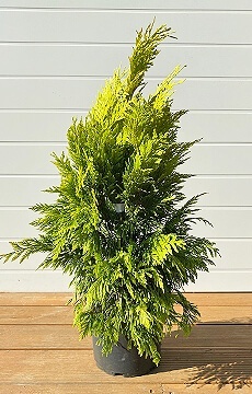 Туя складчатая 'Forever Goldy'