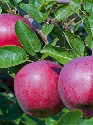 Яблоня 'Лобо'