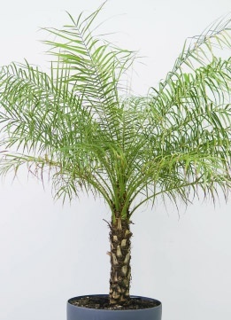 Финик Робелена