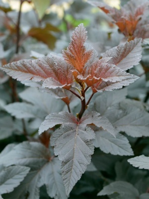 Пузыреплодник калинолистный 'Red Baron'