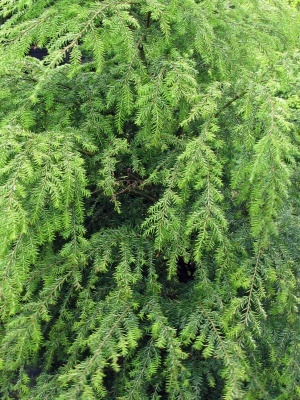 Тсуга канадская