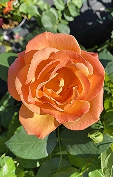 Роза чайно-гибридная 'Honolulu'