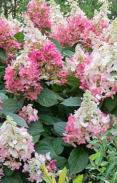 Гортензия метельчатая 'Confetti'