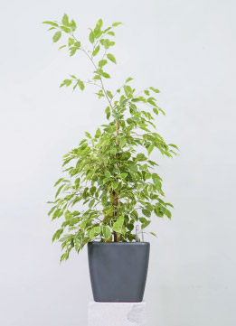 Фикус Бенджамина 'Golden King'