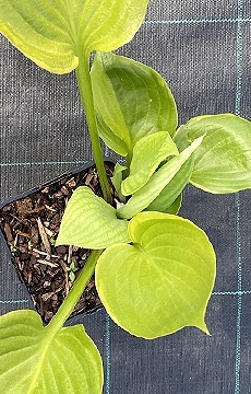 Хоста 'Mini Skirt'