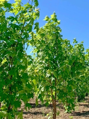 Клен серебристый