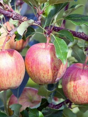 Яблоня 'Осеннее полосатое'