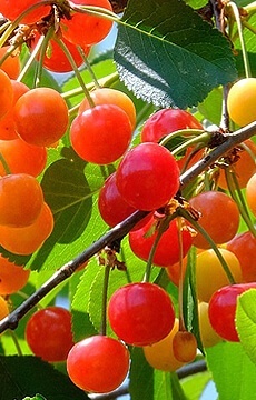 Черешня 'Юлия'