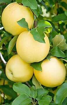 Яблоня 'Медок'