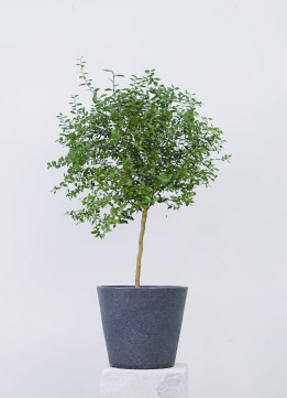 Цитрофортунелла Кумкват