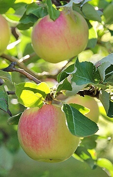 Яблоня 'Синап Орловский'