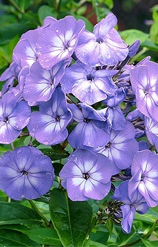 Флокс метельчатый 'Blue Boy'