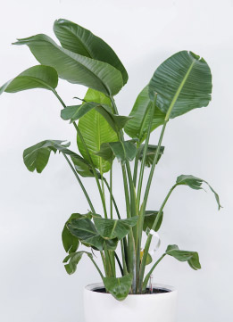 Стрелиция Августа