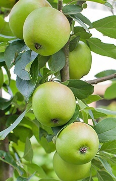 Яблоня 'Арбат'