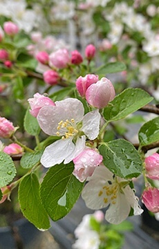 Яблоня декоративная 'Golden Hornet'