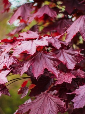 Клен остролистный 'Royal Red'
