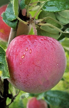 Яблоня 'Ветеран'