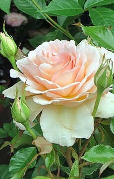 Роза флорибунда 'Lana'