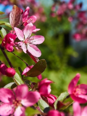 Яблоня декоративная 'Rudolph'