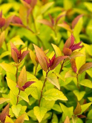 Спирея японская 'Magic Carpet'