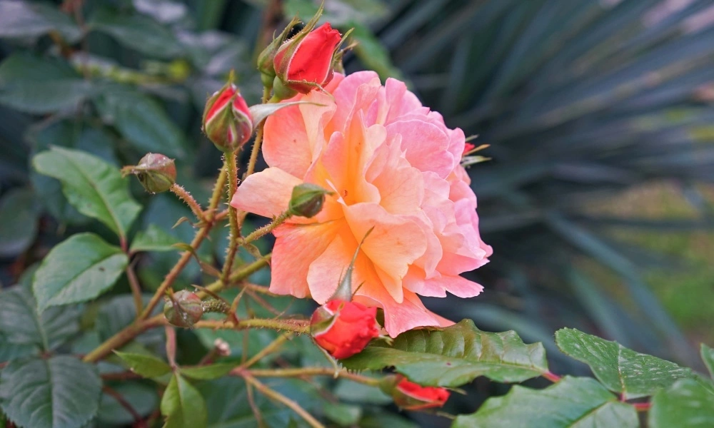 Роза плетистая 'Aloha' фото саженцев