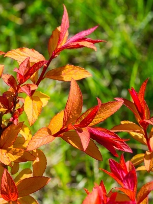 Спирея японская 'Firelight'