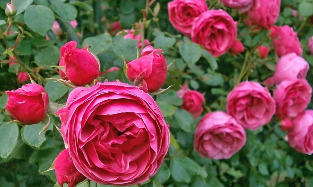 Роза чайно-гибридная 'Pink Piano' - саженцы из питомника Алексеевская Дубрава