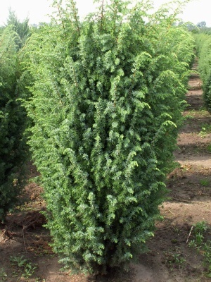 Можжевельник обыкновенный 'Meyer'