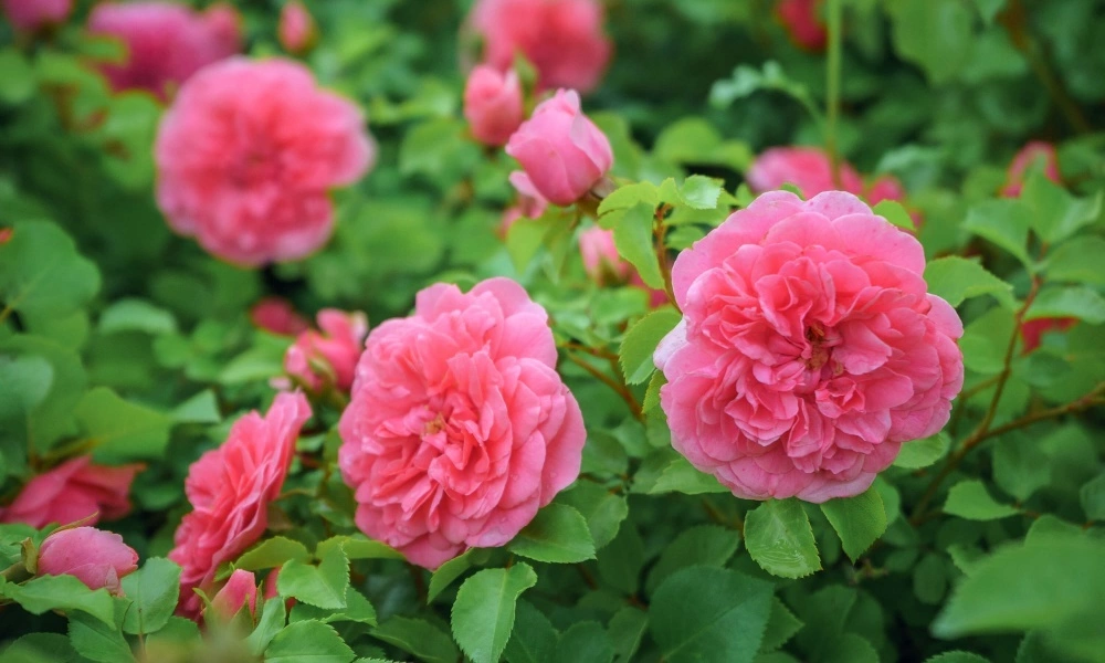 Роза почвопокровная 'Pink Swany' фото саженцев