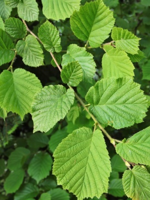 Лещина обыкновенная