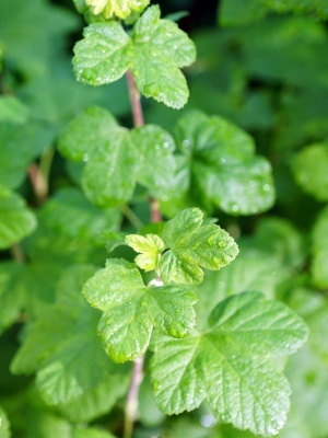 Смородина Альпийская ribes alpinum