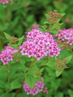 Спирея японская 'Little Princess'