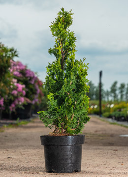 Туя западная 'Brobeck's Tower'