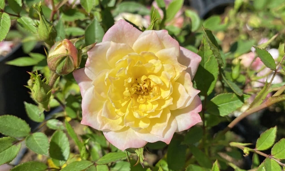 Роза почвопокровная 'Tricolor Fairy' фото саженцев