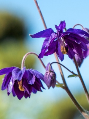 Аквилегия 'Christa Barlow'