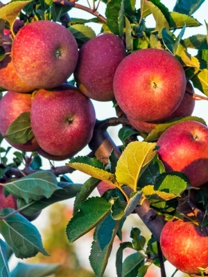 Яблоня 'Беркутовское'